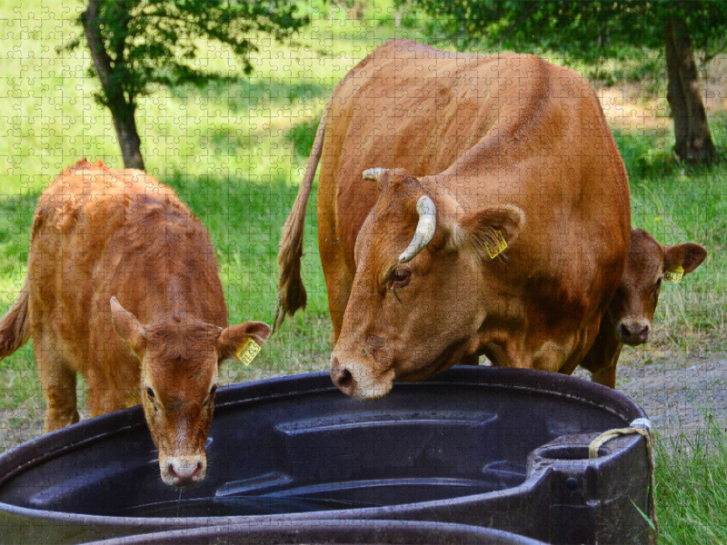 Landwirte sorgen besonders im Sommer für Bottiche mit ausreichend Wasser für die Rinder mit ihren Kälbern.