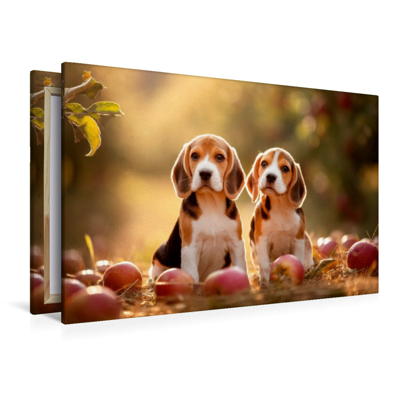 Beagles - Kleine Erntehelfer