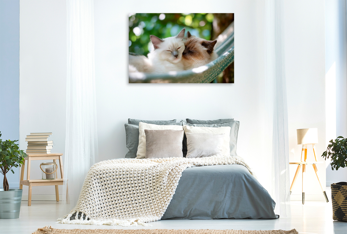 Heilige Birma - Kuscheln unter grünen Blättern