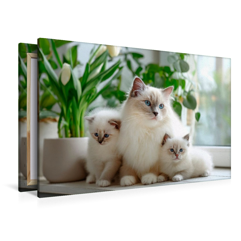 Heilige Birma Kitten - Mamas kleine Lieblinge