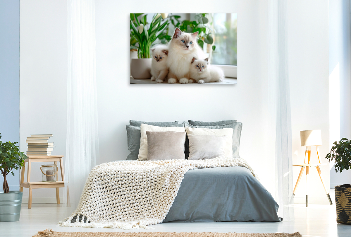 Heilige Birma Kitten - Mamas kleine Lieblinge