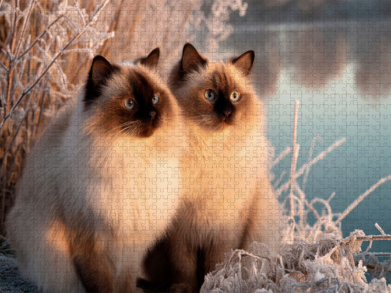 Heilige Birma - Magische Wintermomente