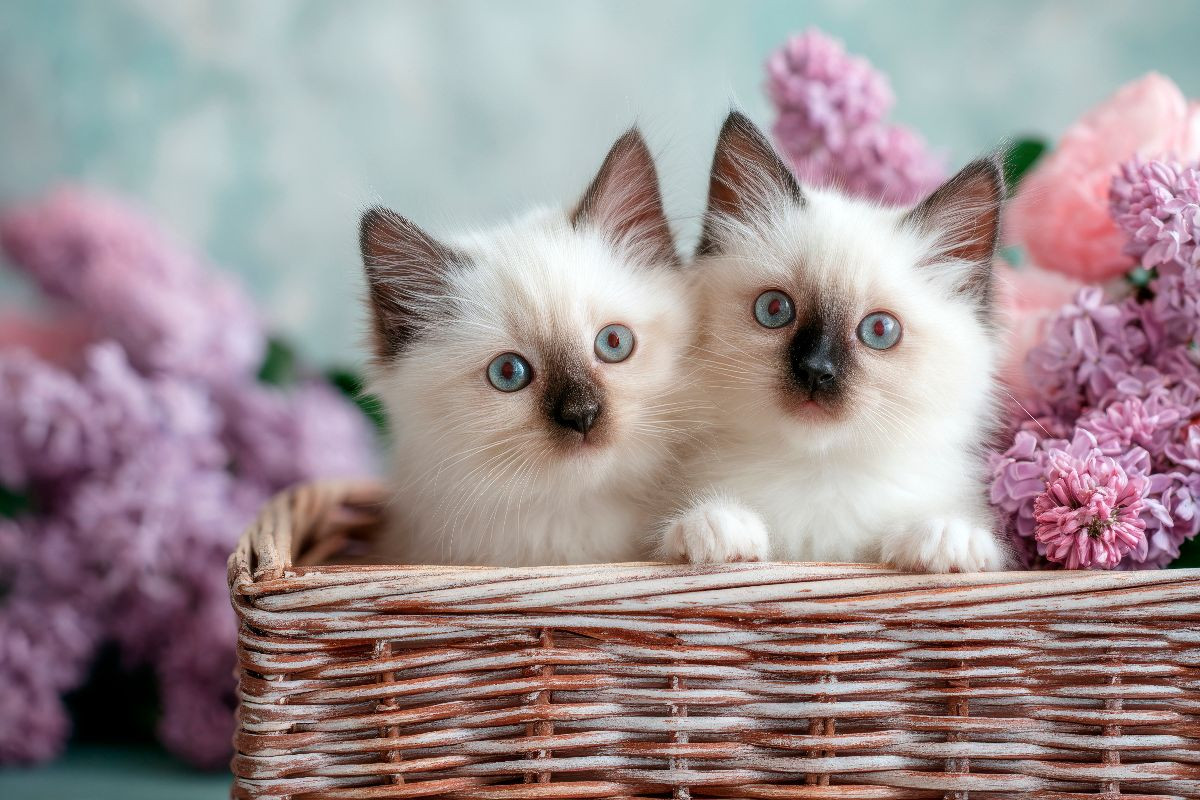 Heilige Birma - Zwei Katzenbabys zum Verlieben