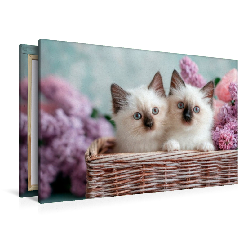 Heilige Birma - Zwei Katzenbabys zum Verlieben