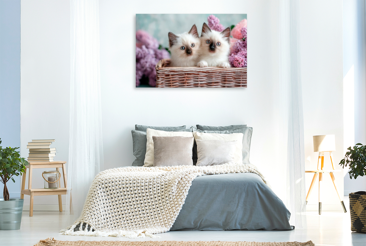 Heilige Birma - Zwei Katzenbabys zum Verlieben