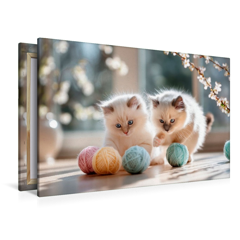 Heilige Birma Kitten – Samtpfoten im Spielefieber