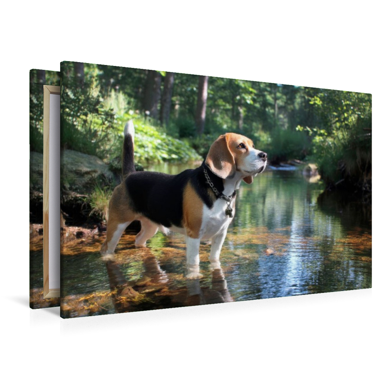 Beagle - Auf Entdeckungstour im Wald