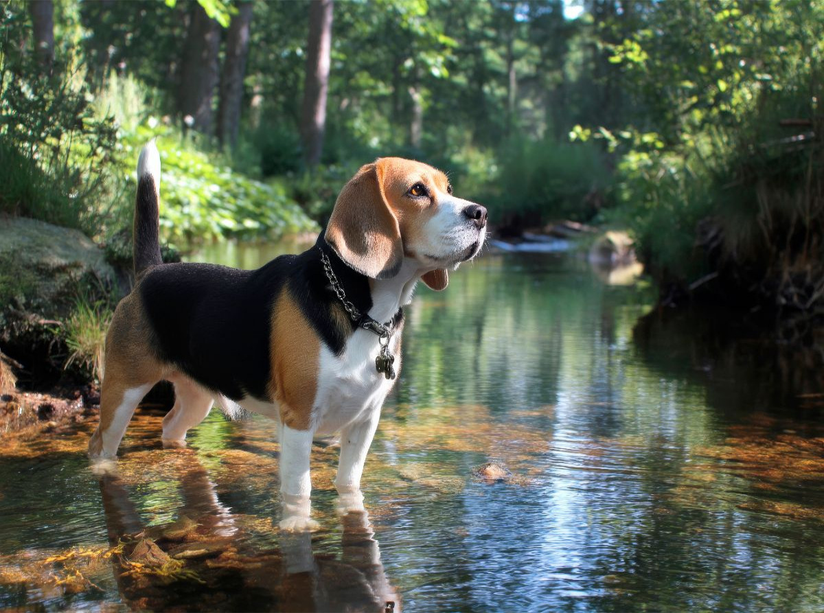 Beagle - Auf Entdeckungstour im Wald