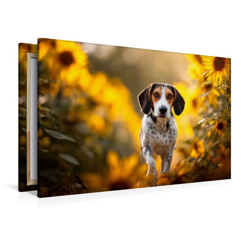 Beagle - Abenteuer im Sonnenblumenfeld