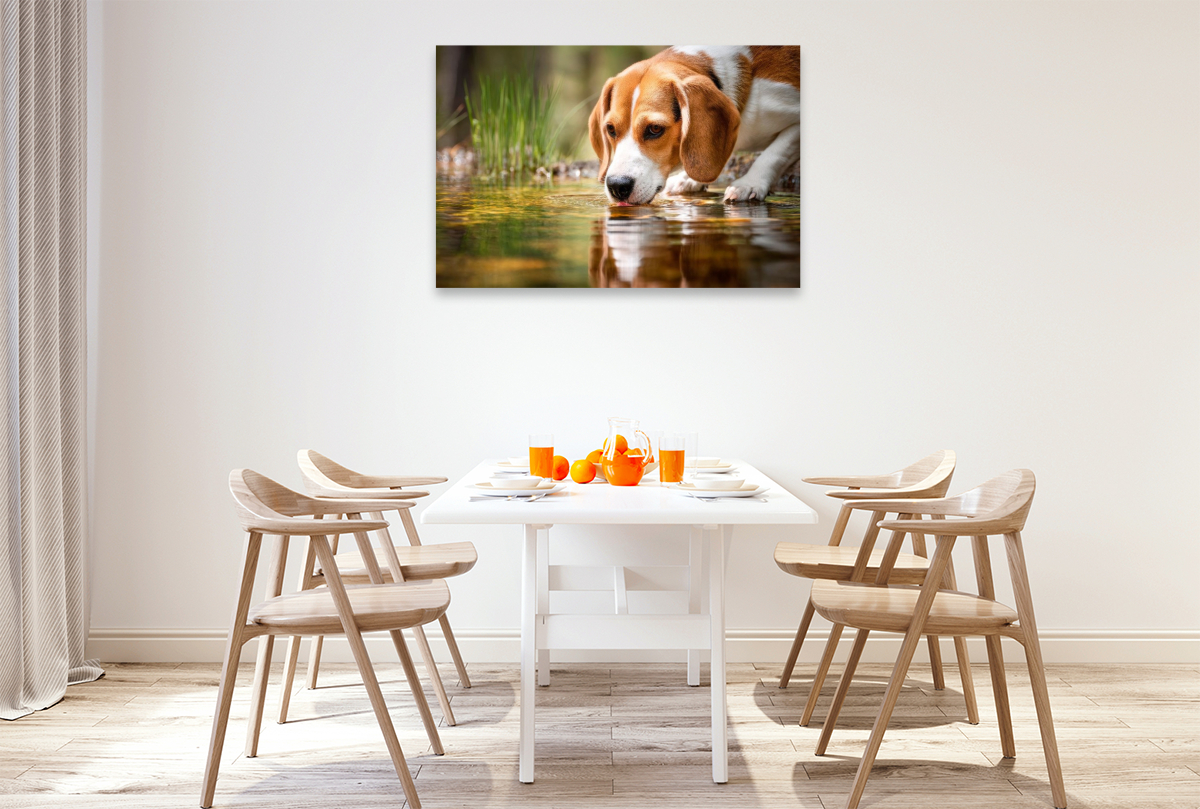 Beagle - Durstige Spürnase