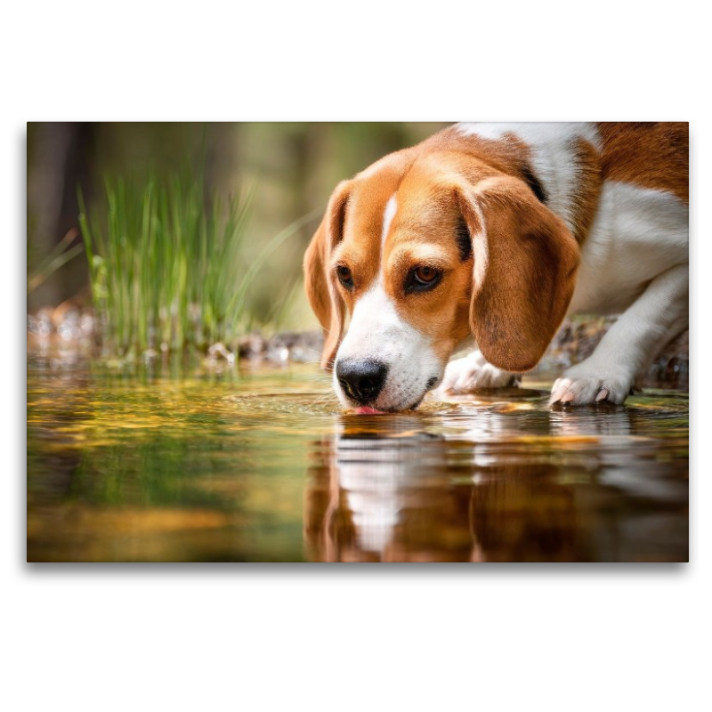 Beagle - Durstige Spürnase