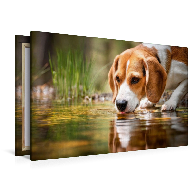 Beagle - Durstige Spürnase