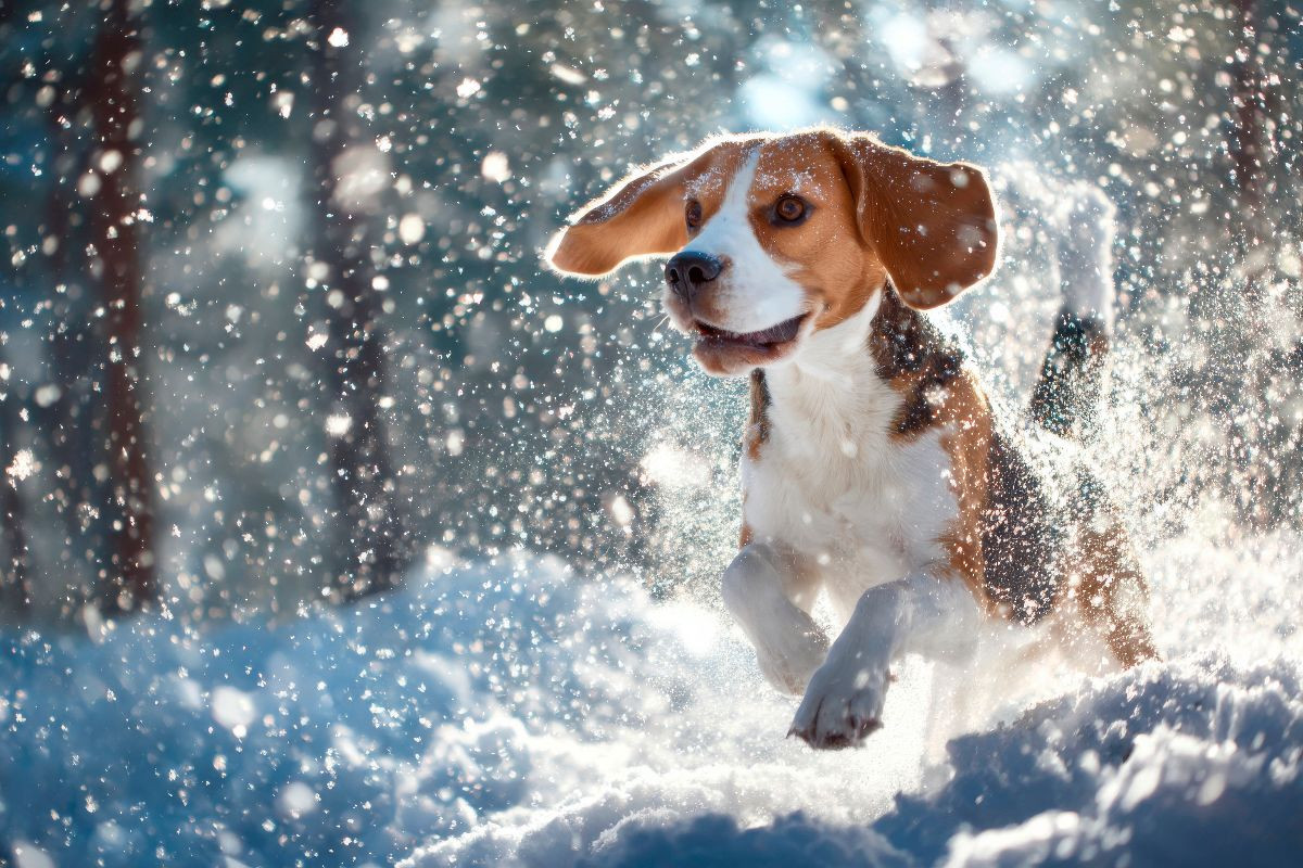 Beagle - Mit fliegenden Ohren ins Winterglück
