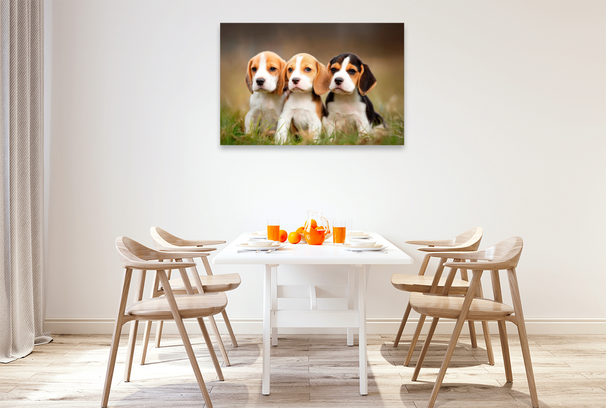 Beagles - Trio zum Verlieben