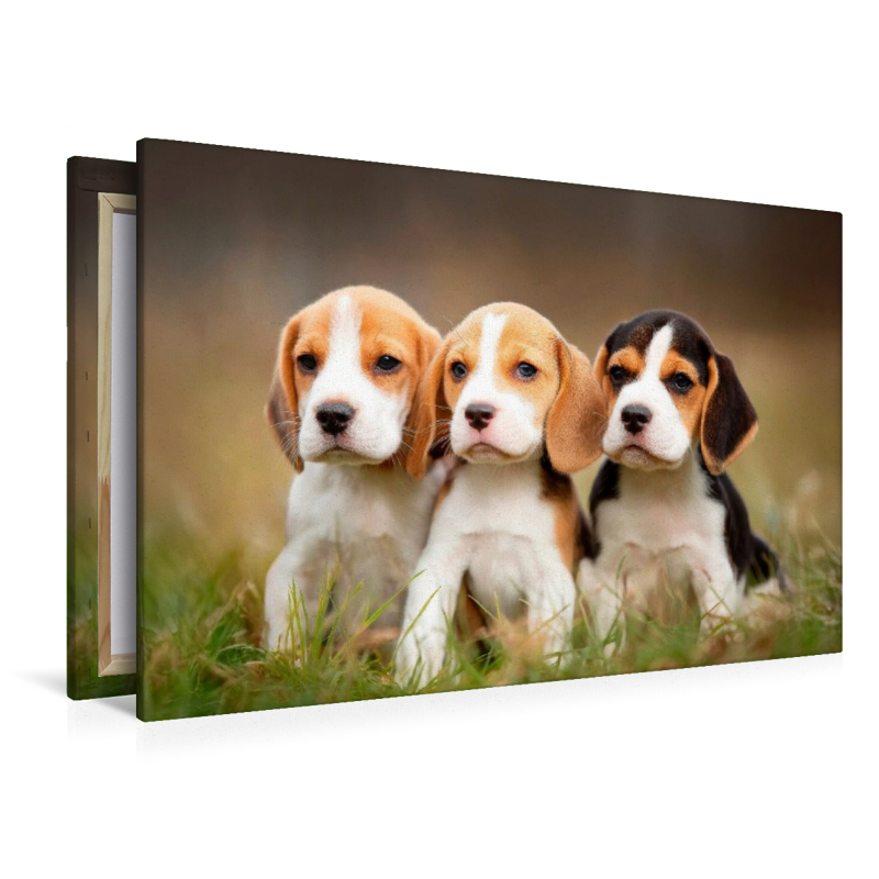Beagles - Trio zum Verlieben