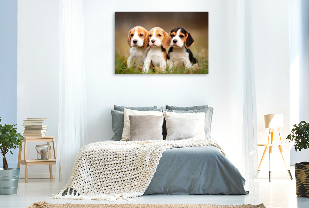 Beagles - Trio zum Verlieben