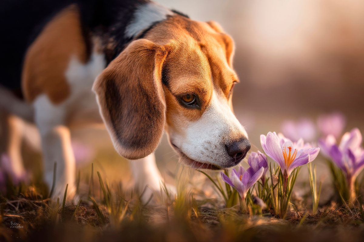 Beagle trifft auf die ersten Frühlingsboten