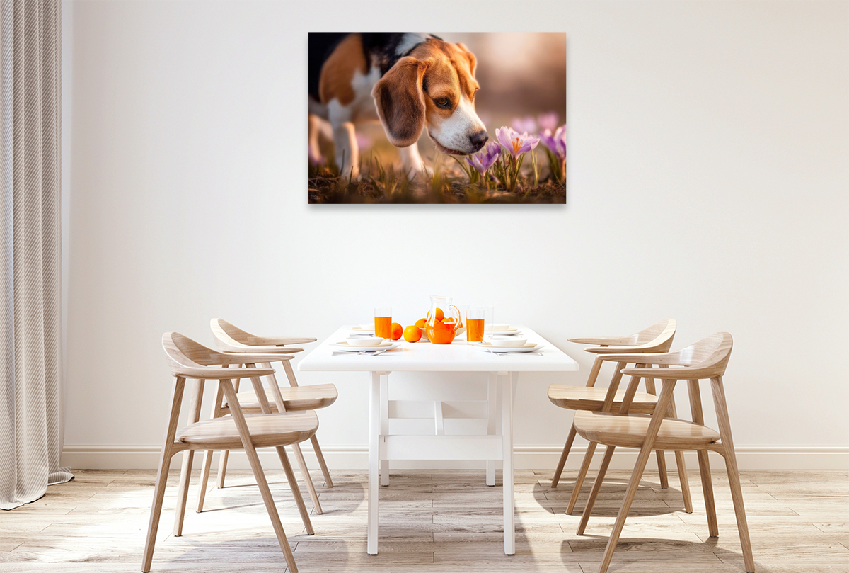 Beagle trifft auf die ersten Frühlingsboten