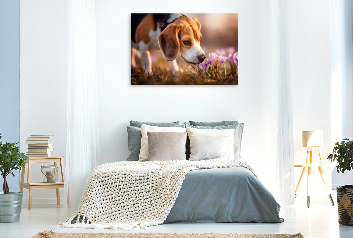 Beagle trifft auf die ersten Frühlingsboten