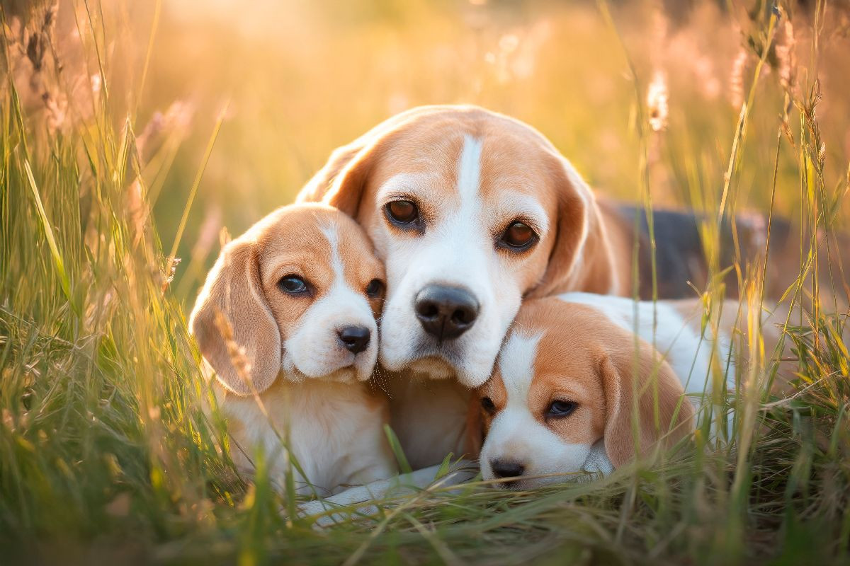 Beagles - Liebe, die verbindet