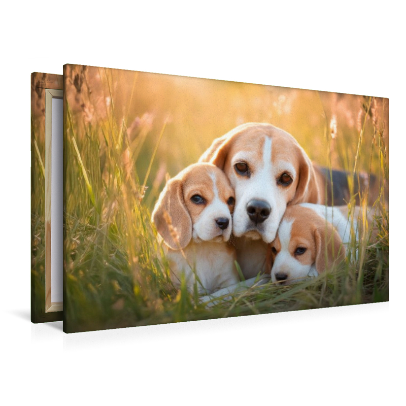 Beagles - Liebe, die verbindet