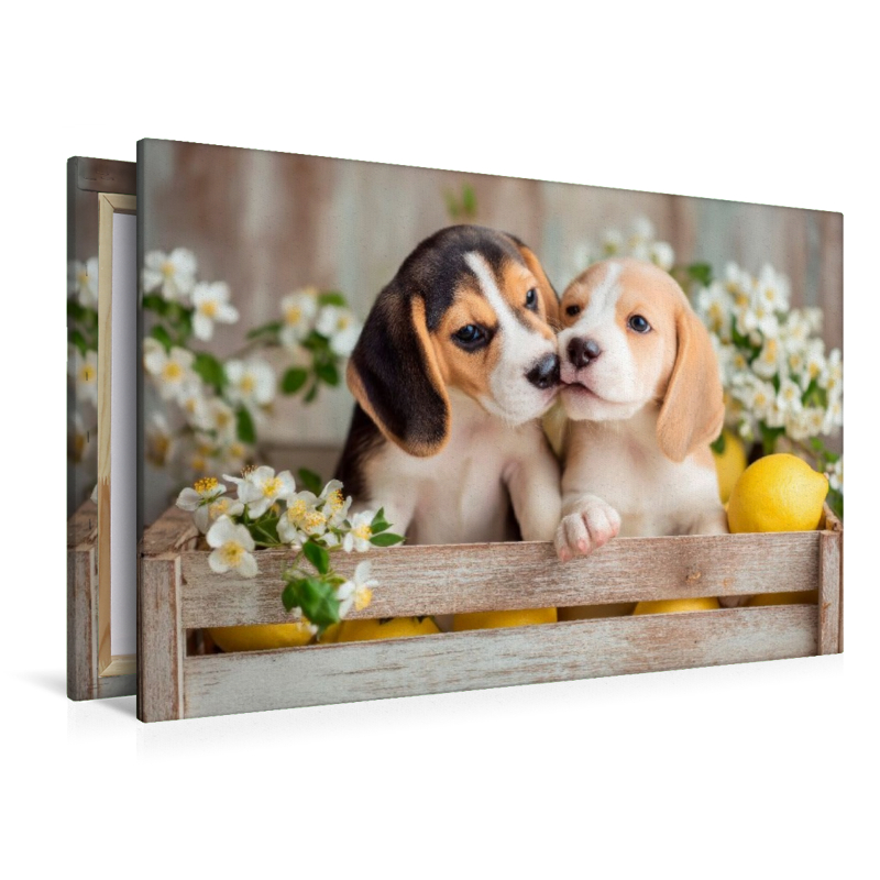 Beagles - Ein Küsschen für dich
