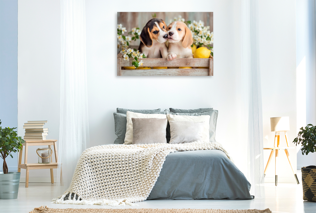 Beagles - Ein Küsschen für dich
