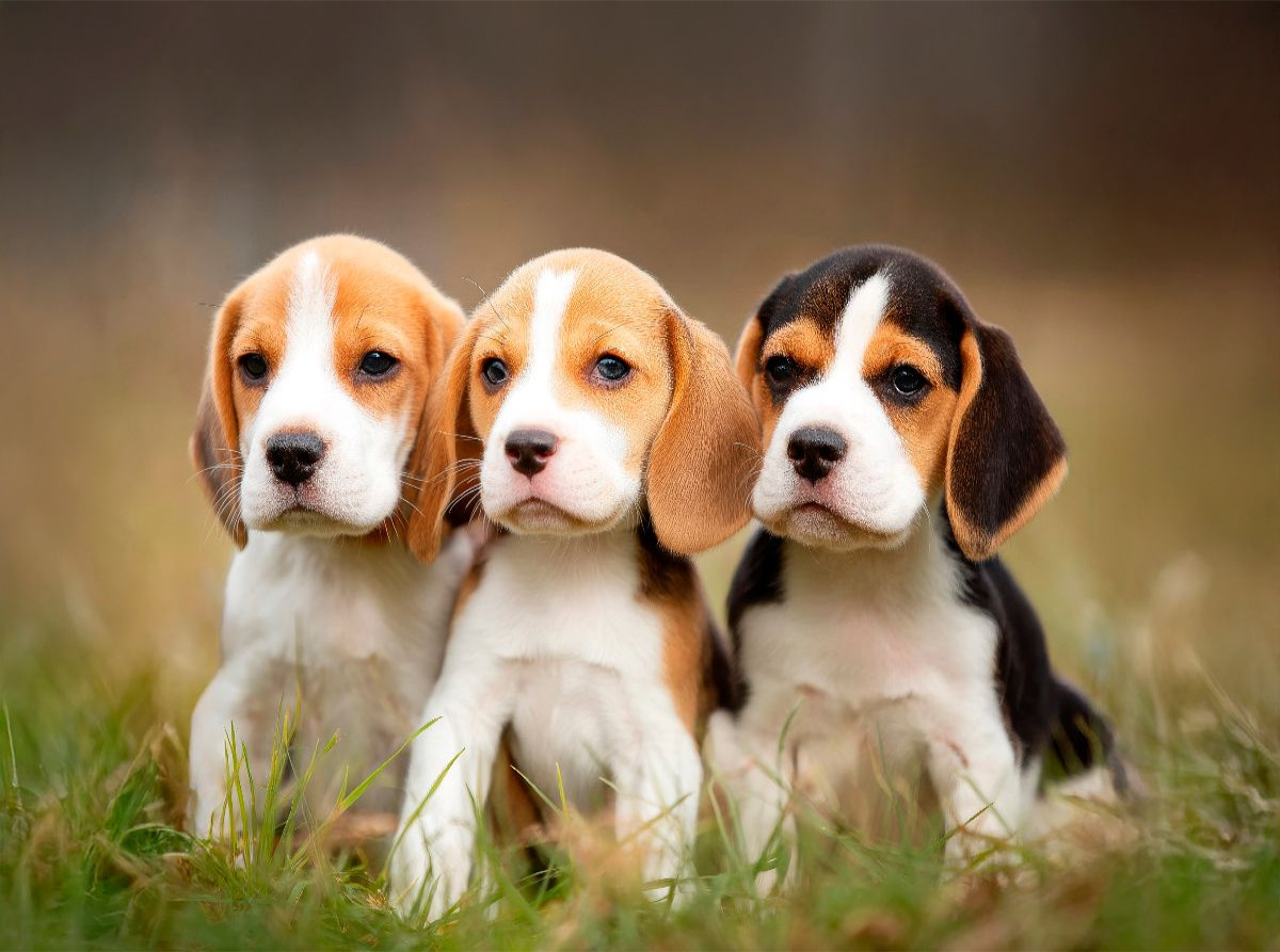 Beagles - Trio zum Verlieben