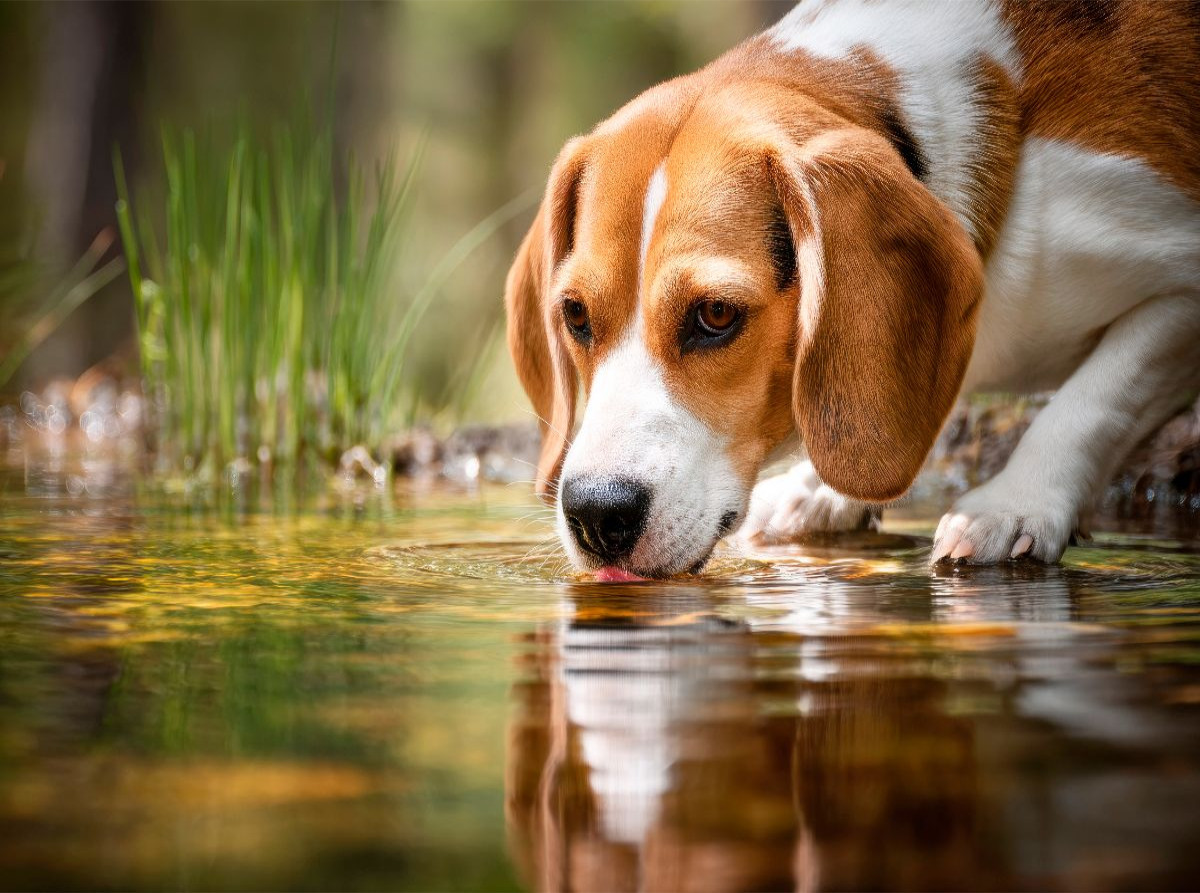 Beagle - Durstige Spürnase