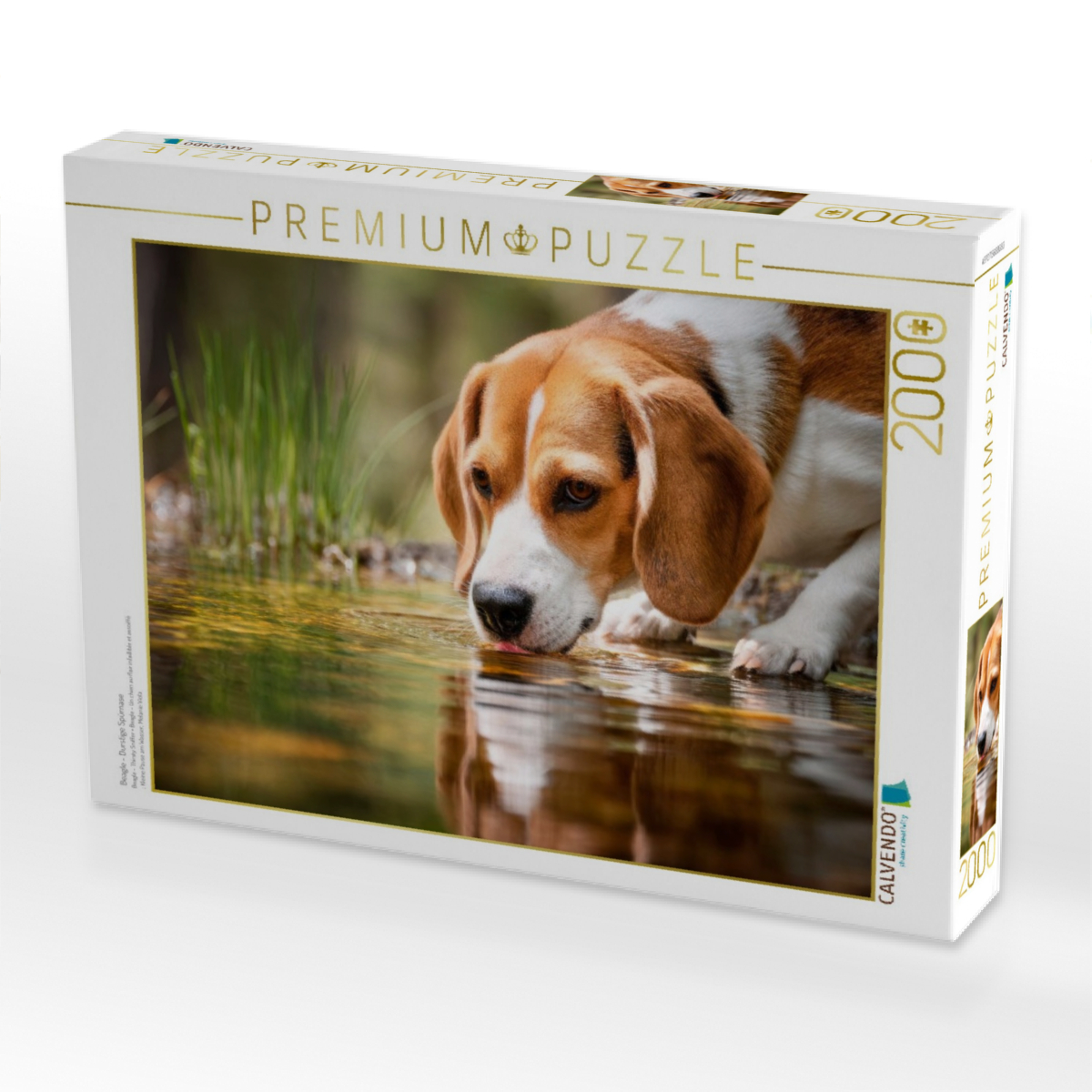 Beagle - Durstige Spürnase