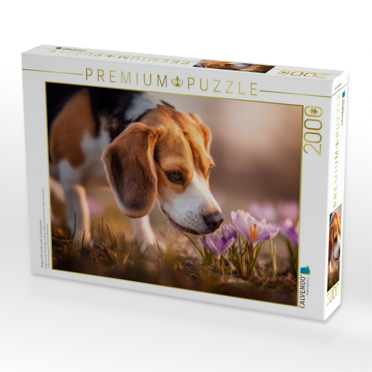Beagle trifft auf die ersten Frühlingsboten