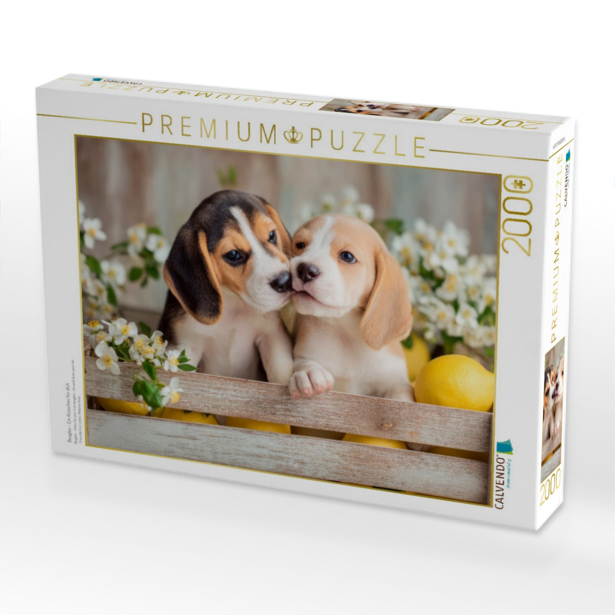 Beagles - Ein Küsschen für dich