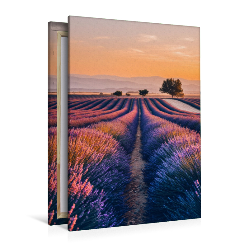 Lavendelfelder im Morgenrot