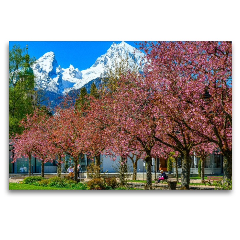 Kirschblüte im Berchtesgadener Kurgarten