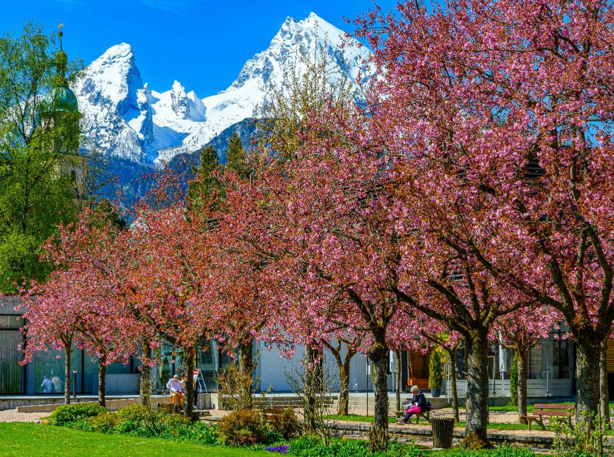 Kirschblüte im Berchtesgadener Kurgarten