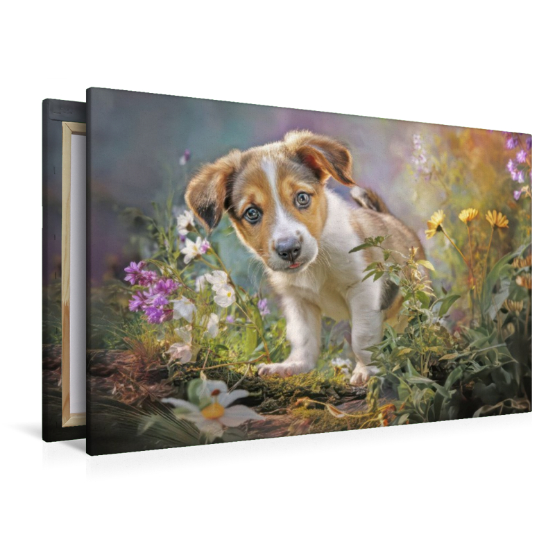 Hunde mit Charme - Illustrationen