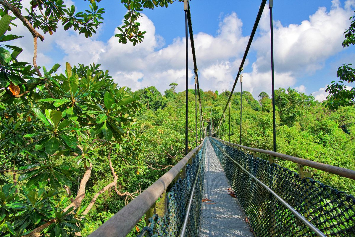 Macritchie Treetop Walk, Singapur