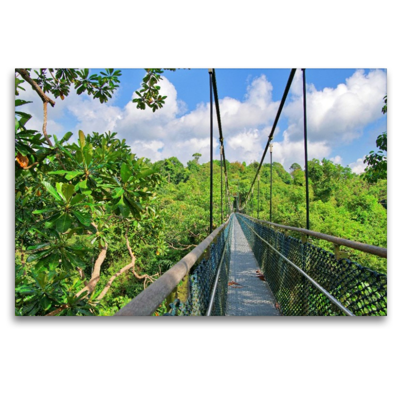 Macritchie Treetop Walk, Singapur