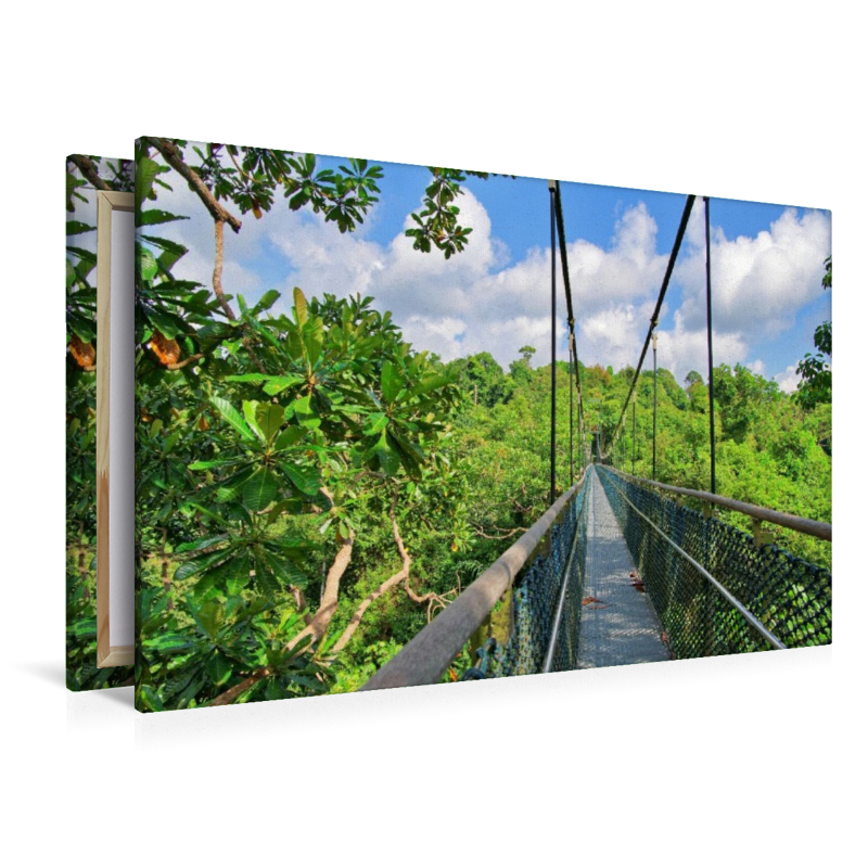 Macritchie Treetop Walk, Singapur