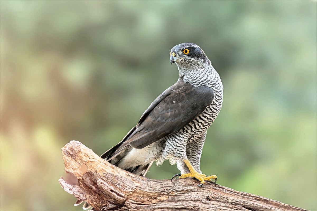 Der Wächter des Waldes