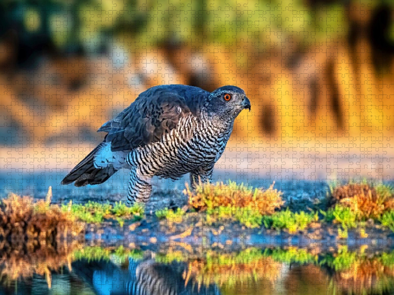 Glühender Blick im Morgenlicht