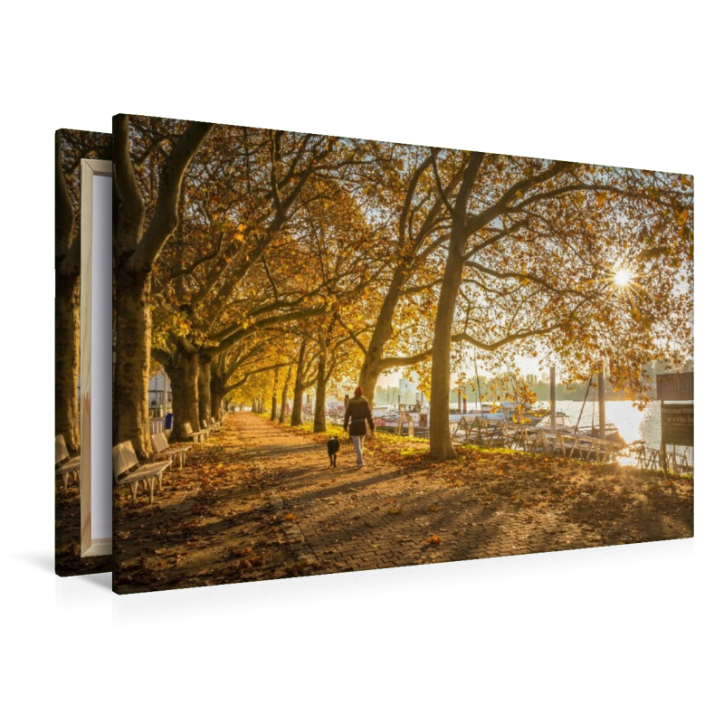 Allee am Schiersteiner Hafen zum Sonnenaufgang, Wiesbaden, Hessen