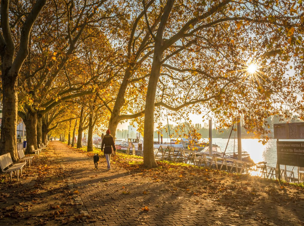 Allee am Schiersteiner Hafen zum Sonnenaufgang, Wiesbaden, Hessen