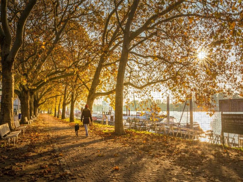 Allee am Schiersteiner Hafen zum Sonnenaufgang, Wiesbaden, Hessen