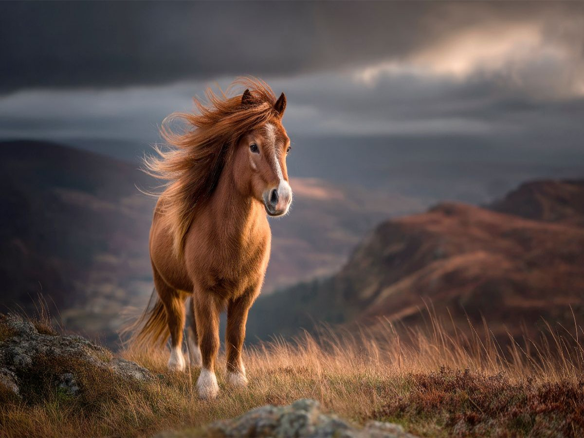 Shetlandpony - Im Atem der Berge
