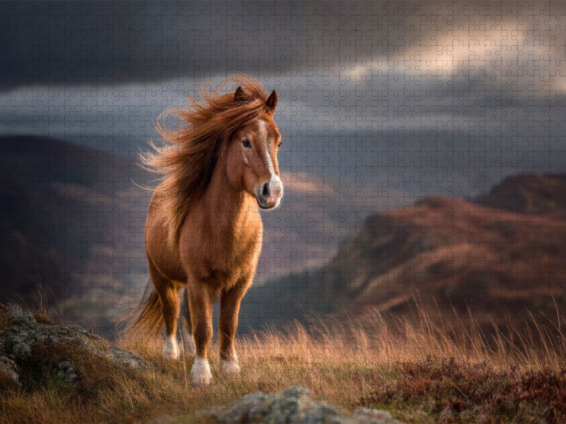 Shetlandpony - Im Atem der Berge