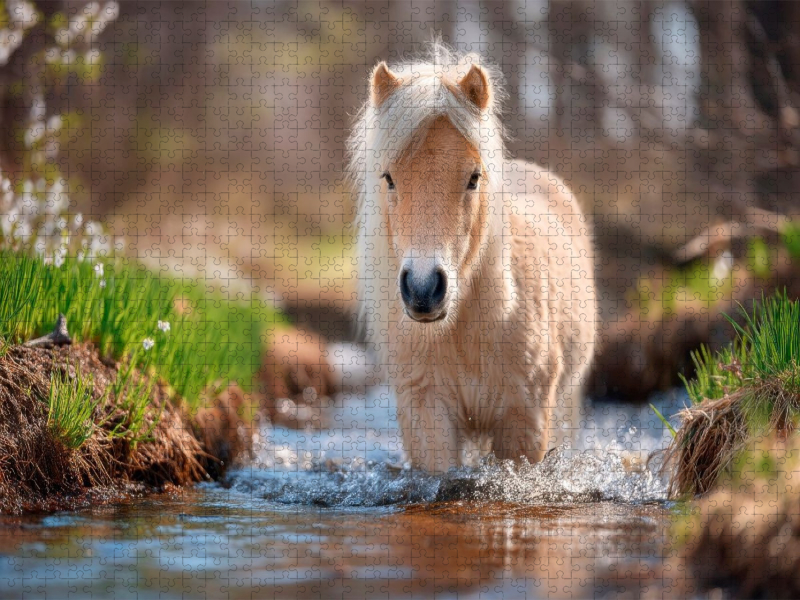 Shetlandpony - Abenteuer im Bach
