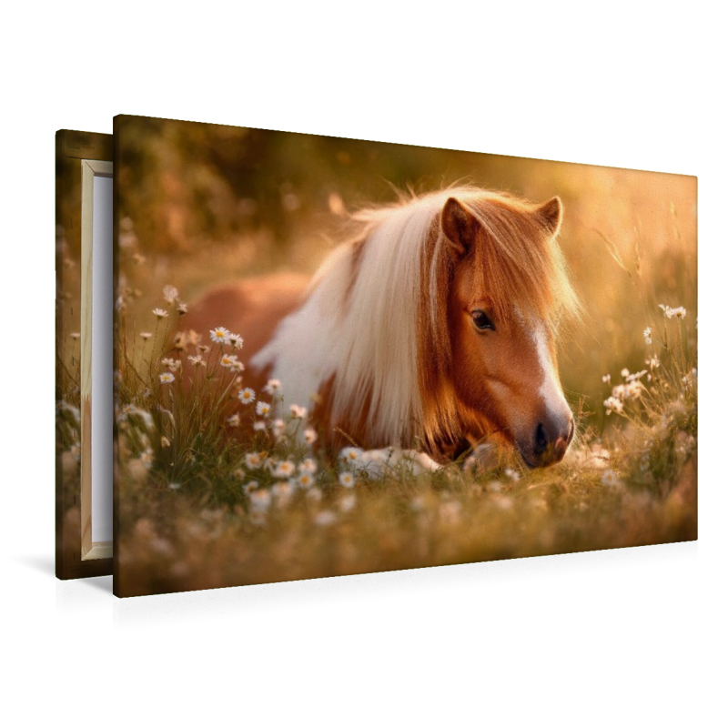 Shetlandpony - Stille Sommermomente