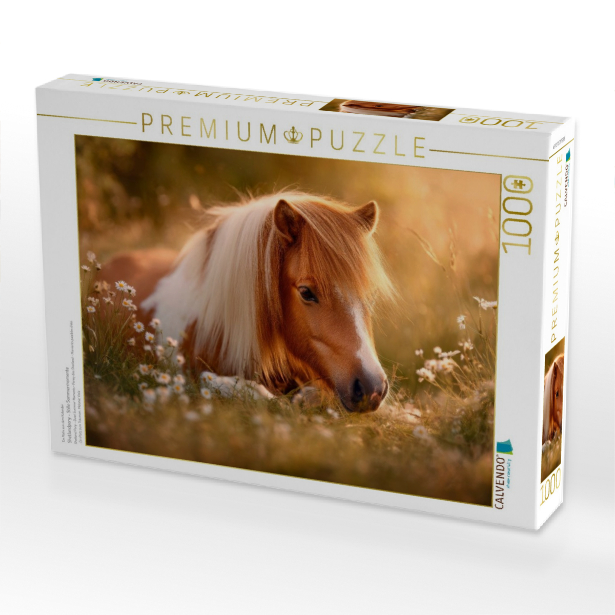 Shetlandpony - Stille Sommermomente