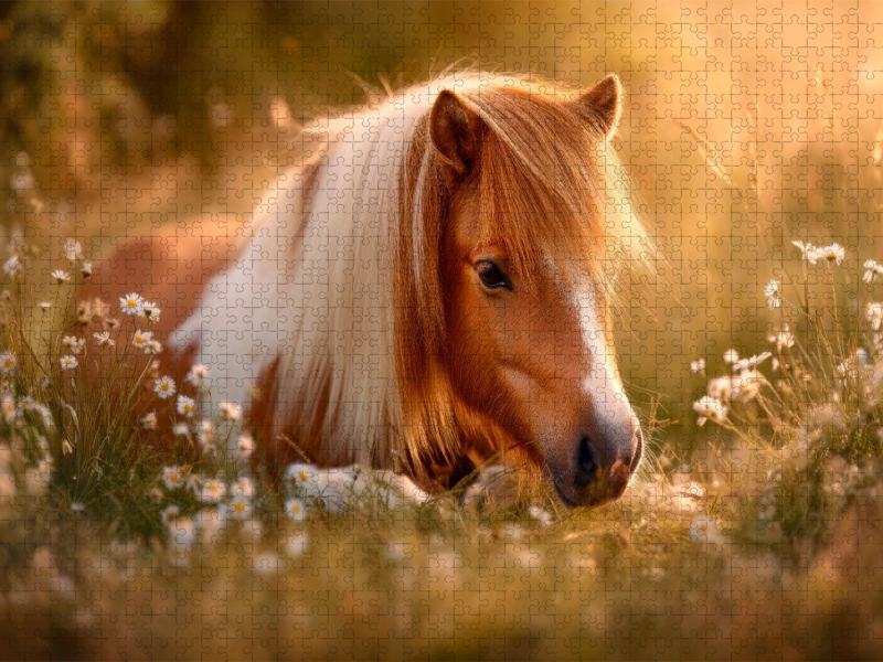 Shetlandpony - Stille Sommermomente